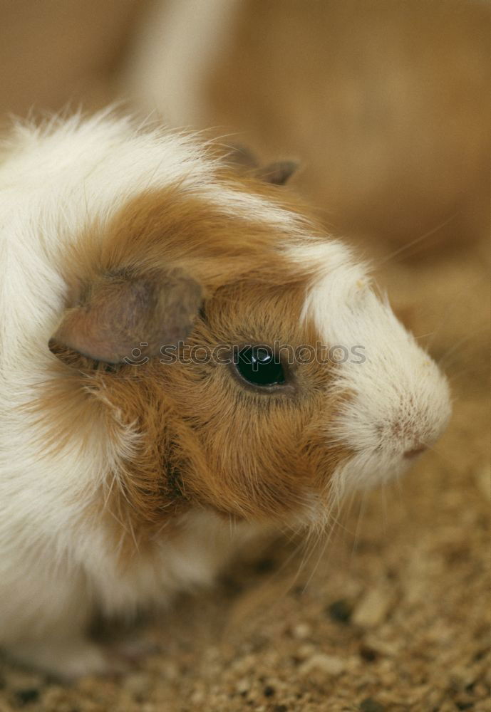 Similar – Image, Stock Photo One cucumber please Animal