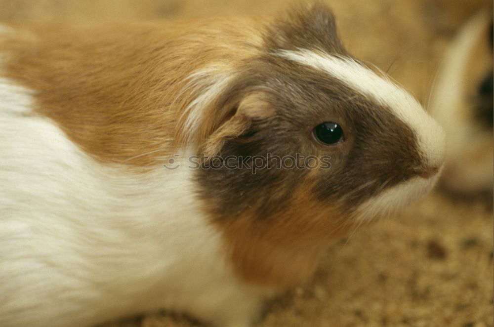 Similar – Image, Stock Photo One cucumber please Animal