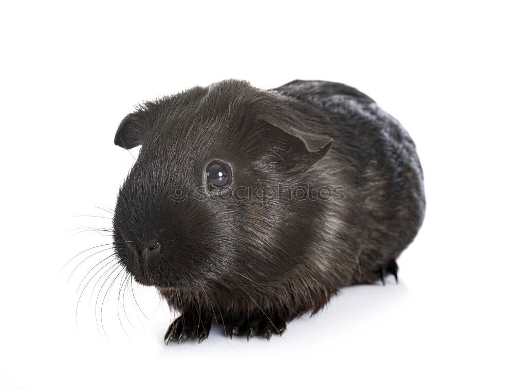 Similar – Image, Stock Photo One cucumber please Animal