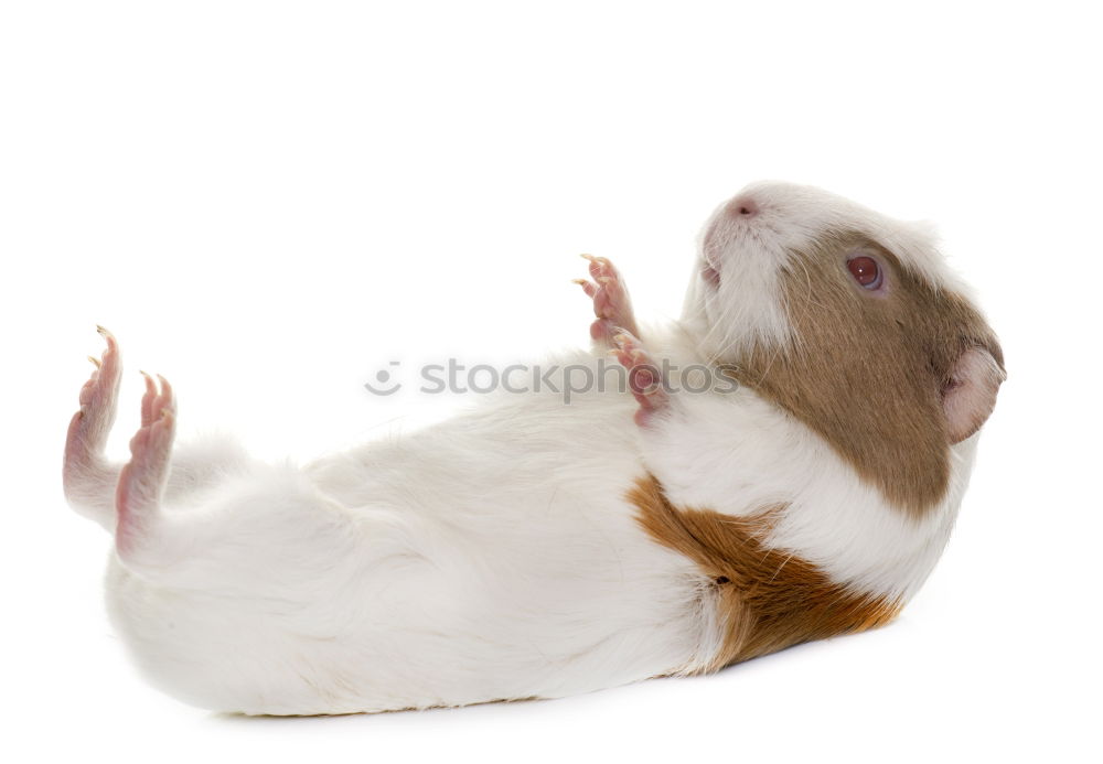 Similar – Image, Stock Photo End of grief Animal Pelt