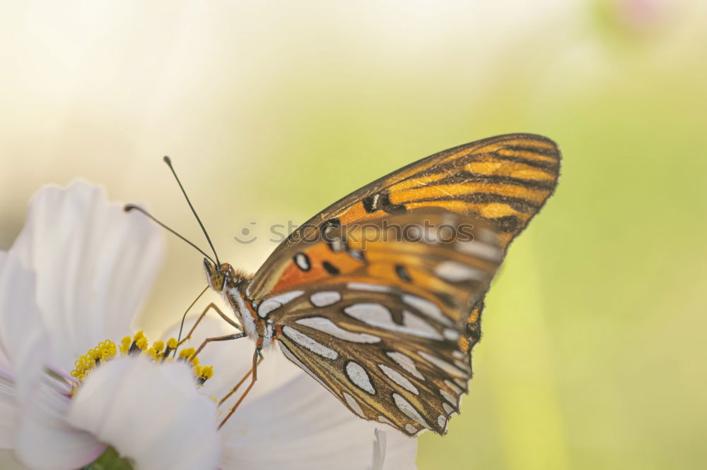 Similar – Image, Stock Photo admiral Plant Animal Sun