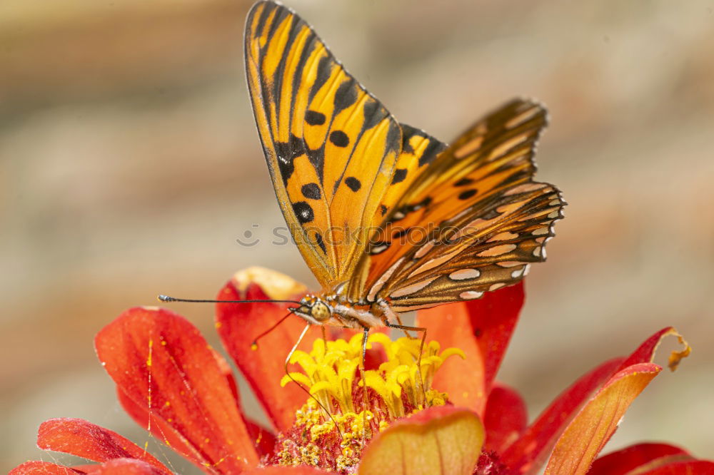 Similar – Image, Stock Photo Malachite butterfly on red blossom