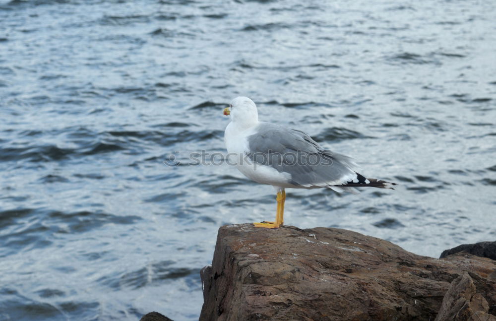 Similar – Image, Stock Photo Look for food. Animal