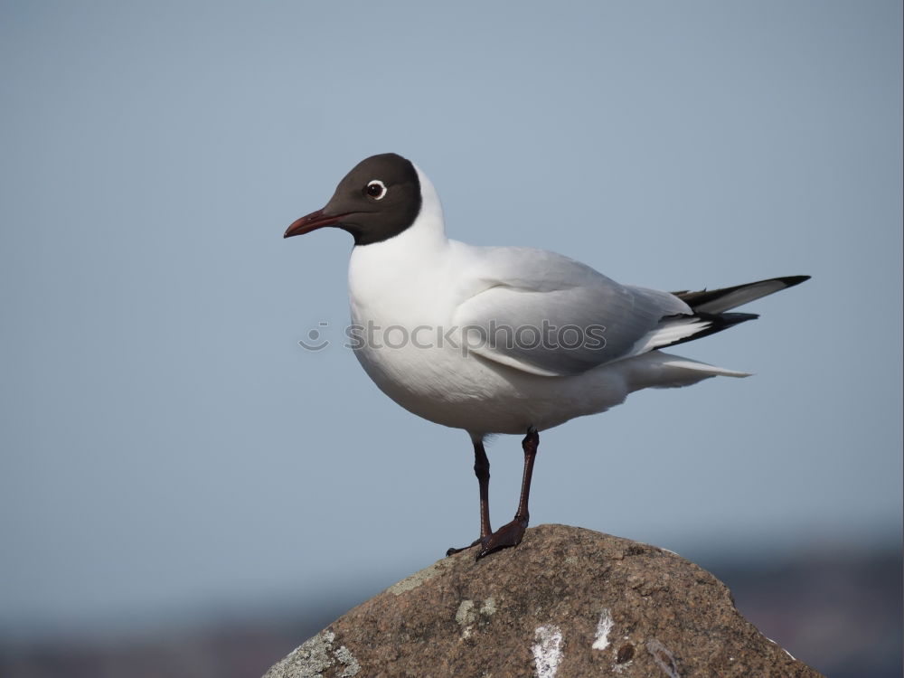 Similar – Image, Stock Photo Rock Ptarmigan Spring