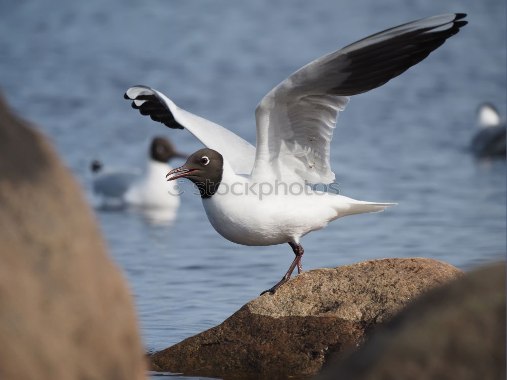 Image, Stock Photo Rock Ptarmigan Spring