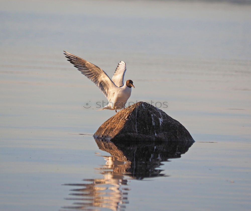 Similar – Image, Stock Photo Up and away! North Sea