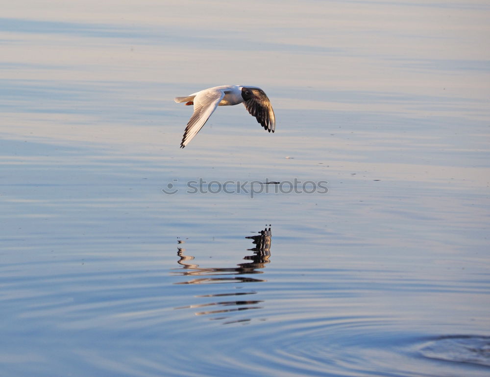 Similar – Frei wie ein Vogel Umwelt