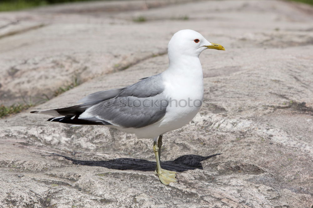 Foto Bild Versteckspiel Teil 2 Möwe