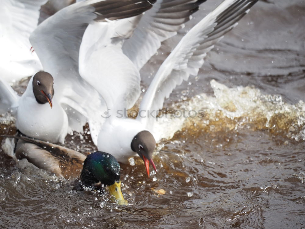 Similar – Surfen Lebensgefahr