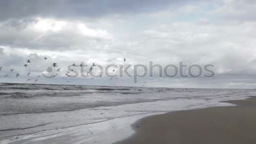 Similar – Birds by the sea Beach