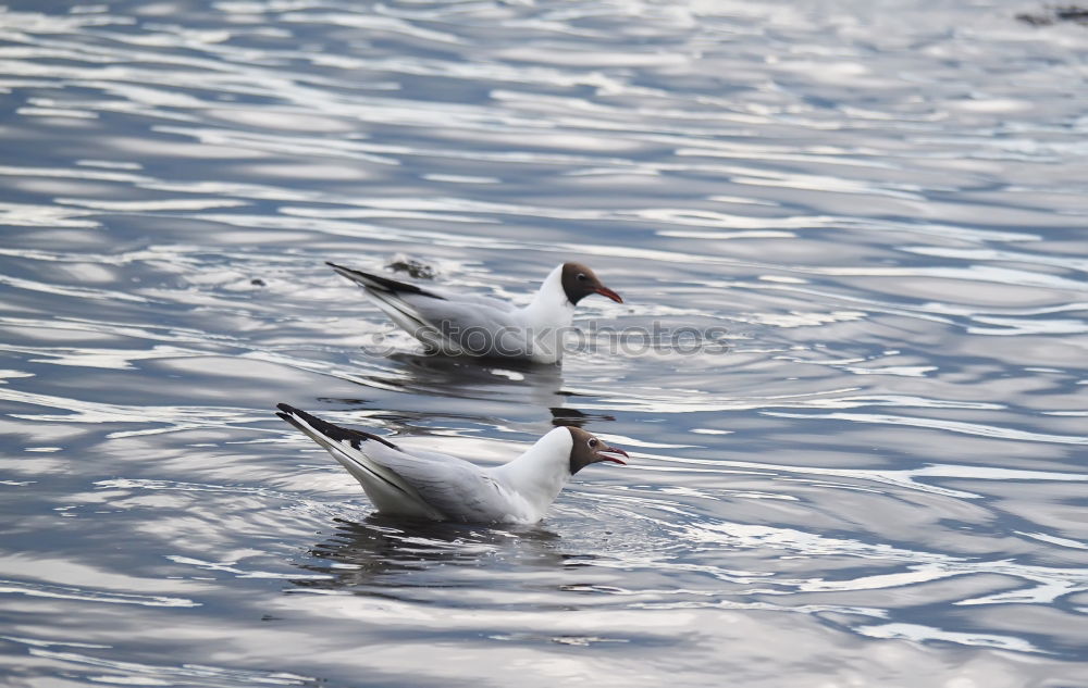 Similar – Image, Stock Photo duckattack Coast Lakeside