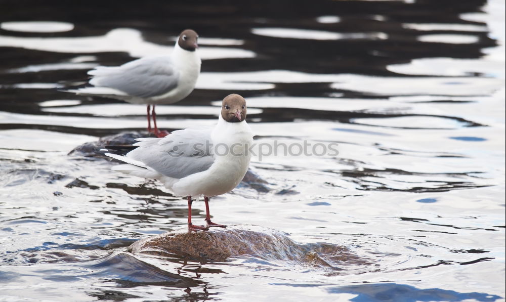 Similar – Image, Stock Photo 2 seagulls with only 3 legs sitting on wooden fence at the sea