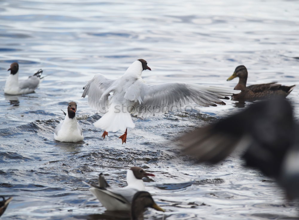 Similar – Image, Stock Photo duckattack Coast Lakeside