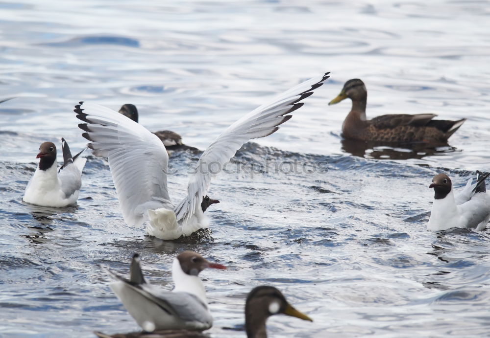 Image, Stock Photo duckattack Coast Lakeside