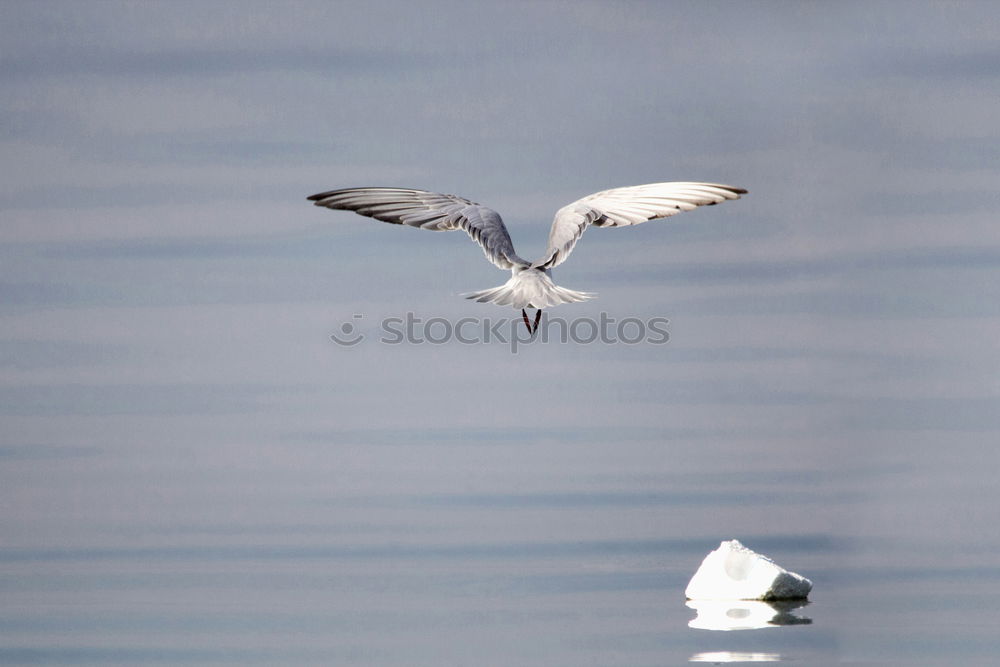 Similar – Frei wie ein Vogel Umwelt