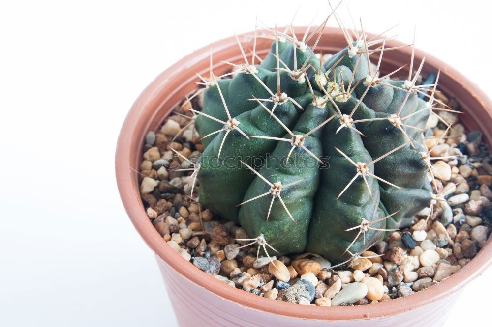 Similar – Image, Stock Photo cactus Cactus Plant