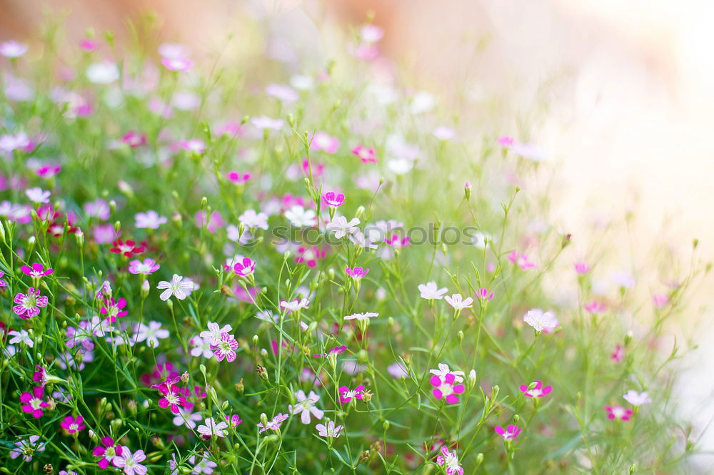 Similar – meadow bouquet Plant