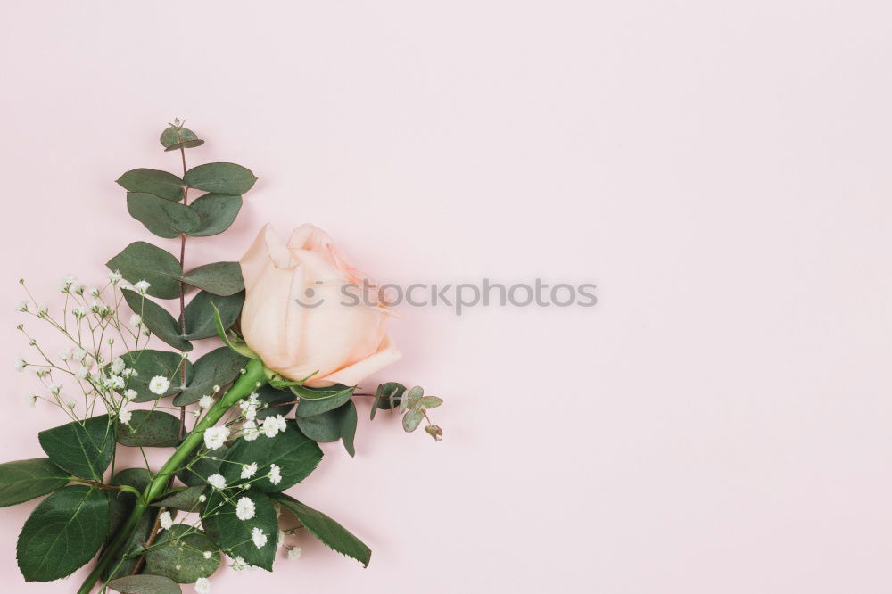 Similar – Ranunculus bundles in a glass vase