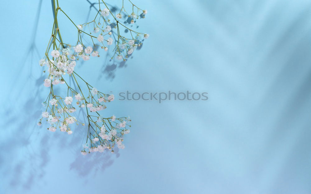 Similar – Image, Stock Photo forest grass