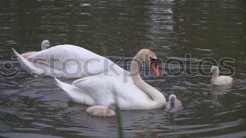 Similar – schwan im eimer Natur Baum