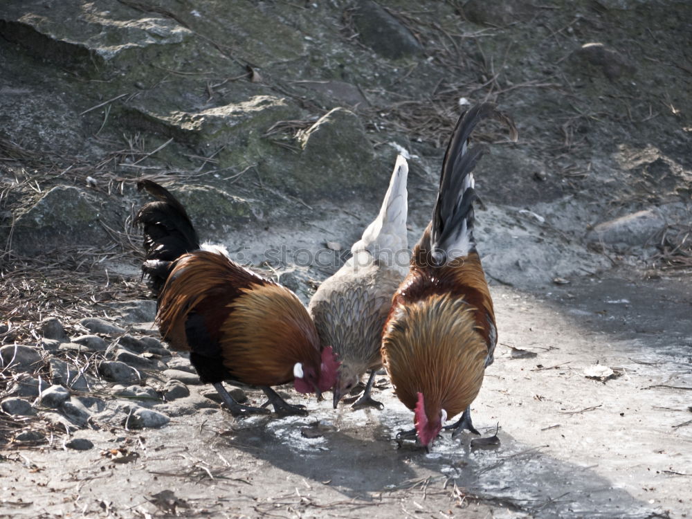 Similar – Haste schon gehört …