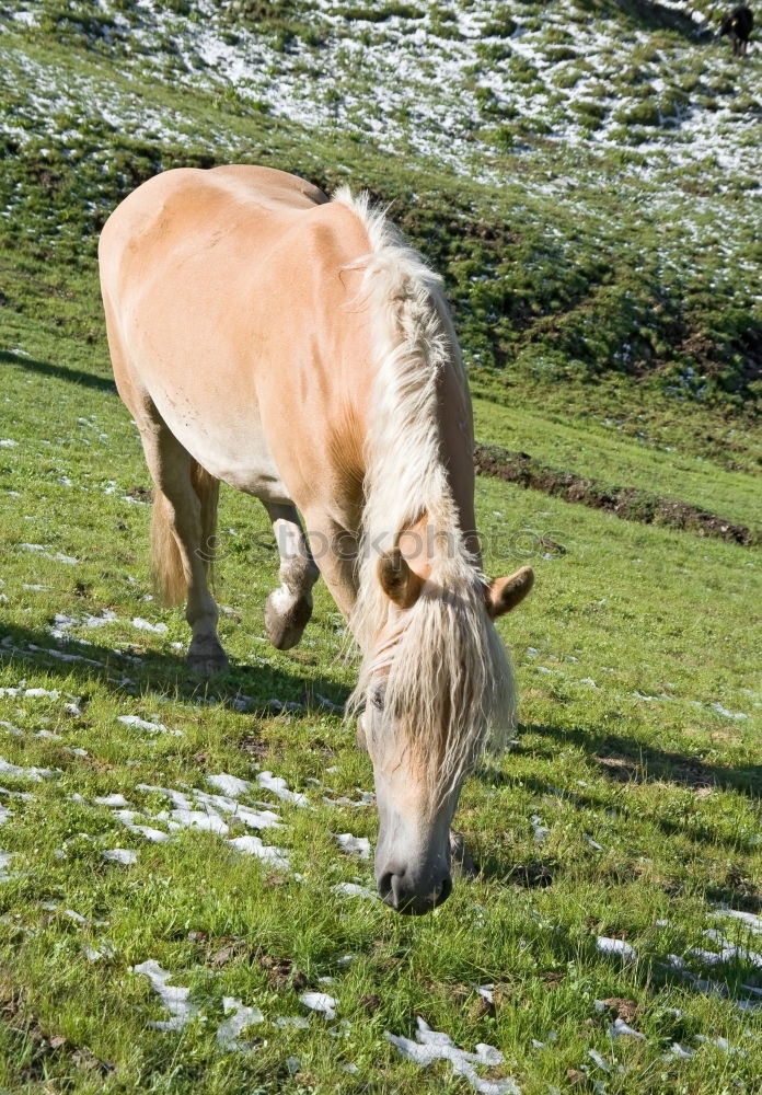 Similar – Icelanders Animal 1 Brown