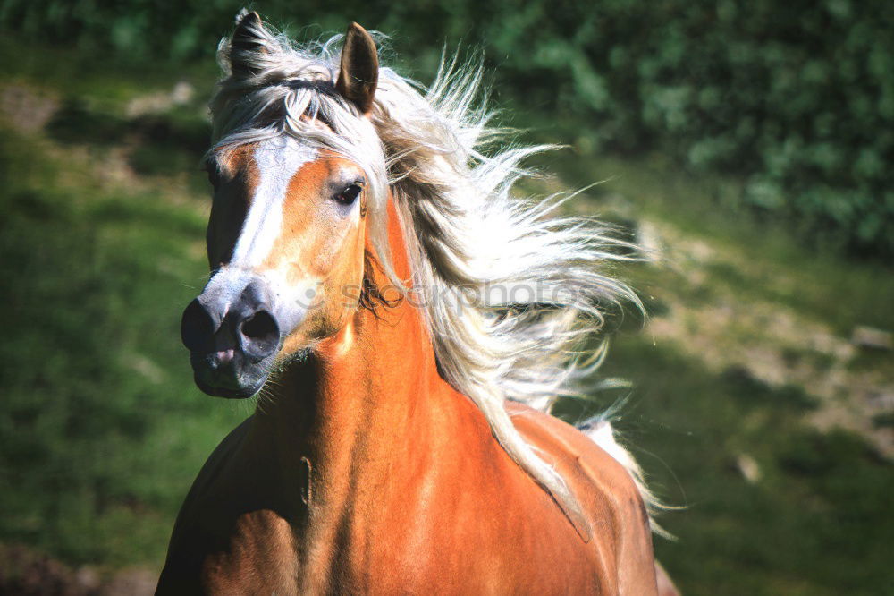 Similar – Image, Stock Photo Horse with photo horns