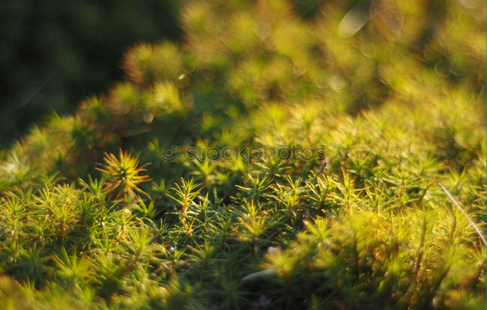 Similar – Foto Bild Blattigel Herbst grün