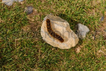 Similar – fir cones Cone Fir tree