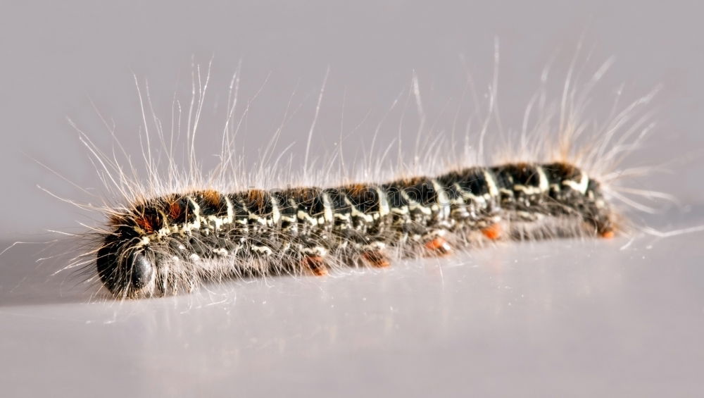 Similar – Look at this. Gypsy moth