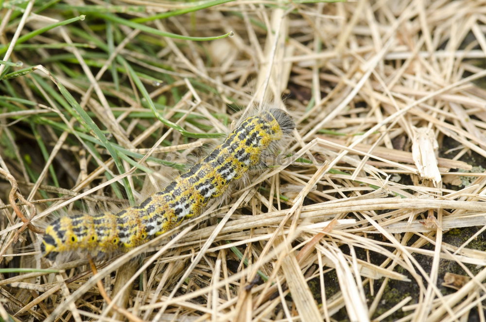 Similar – caterpillar Larva