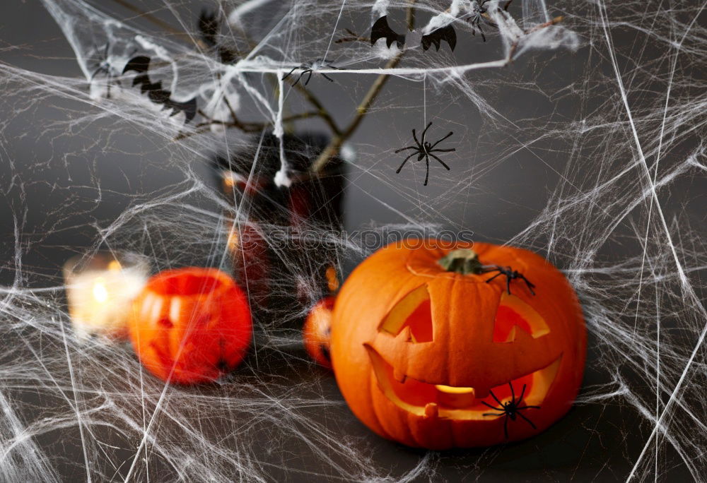 Similar – Halloween Pumpkin with Spider on Skulls