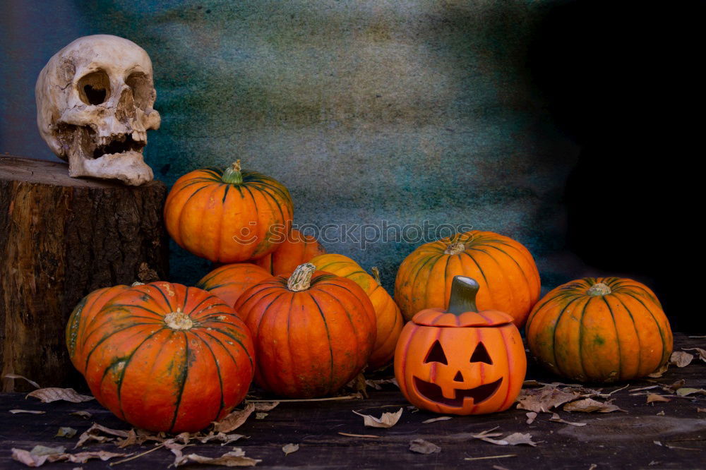 Similar – Image, Stock Photo Young boy in the Skeleton costume holding Halloween pumpkin