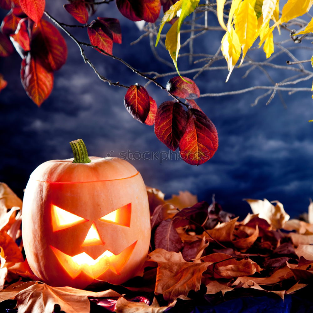 Similar – Image, Stock Photo Pumpkins in a Halloween night