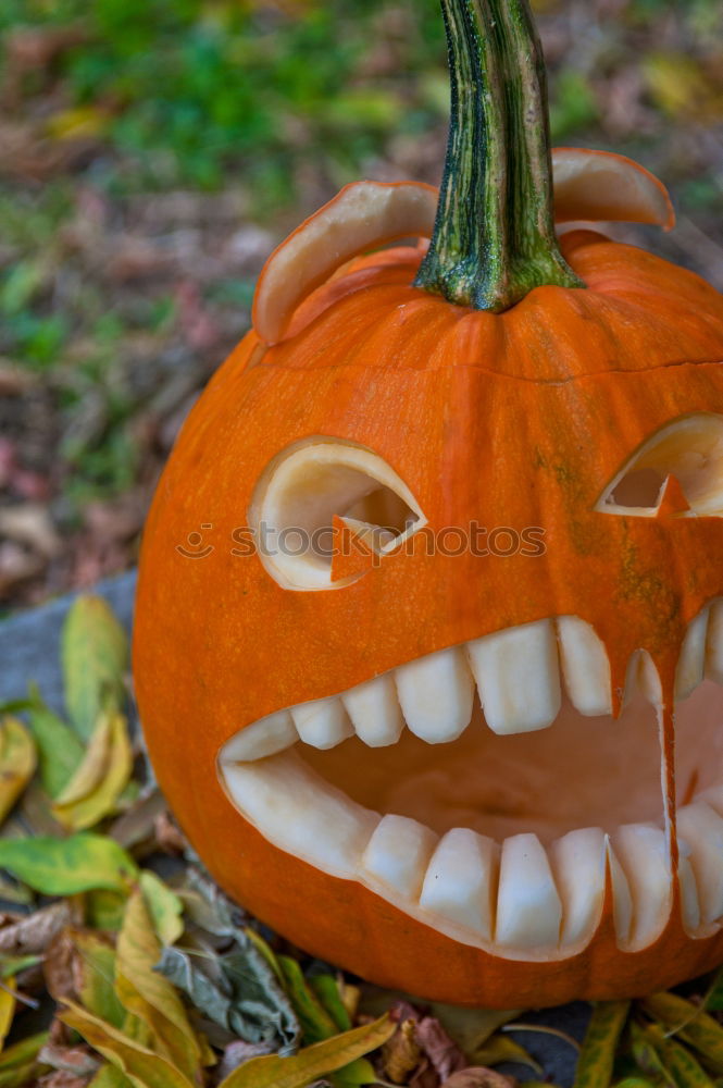 Similar – pumpkin head Friendliness