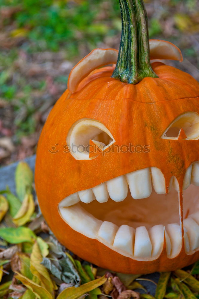 Similar – pumpkin head Friendliness