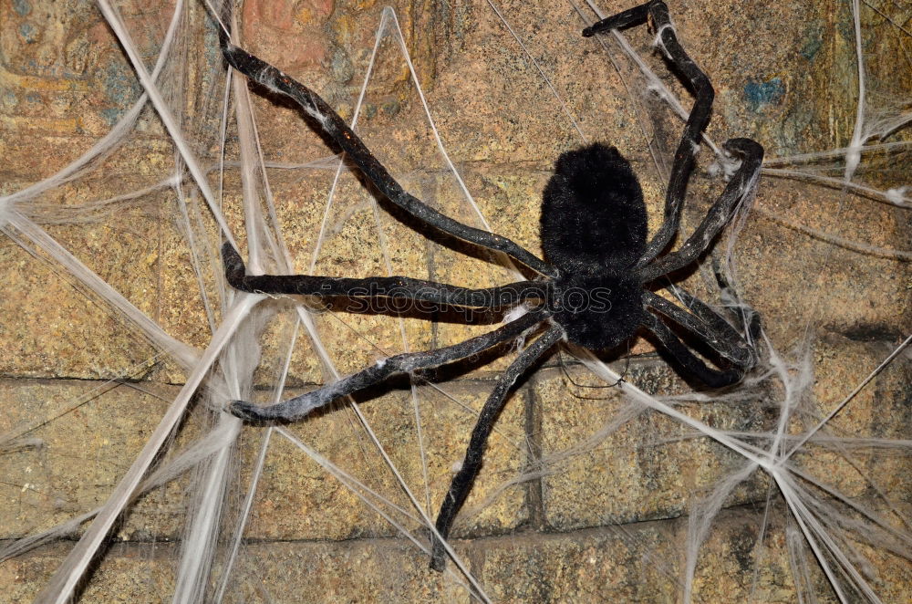 Similar – Foto Bild Pfui Spinne Vogelspinne