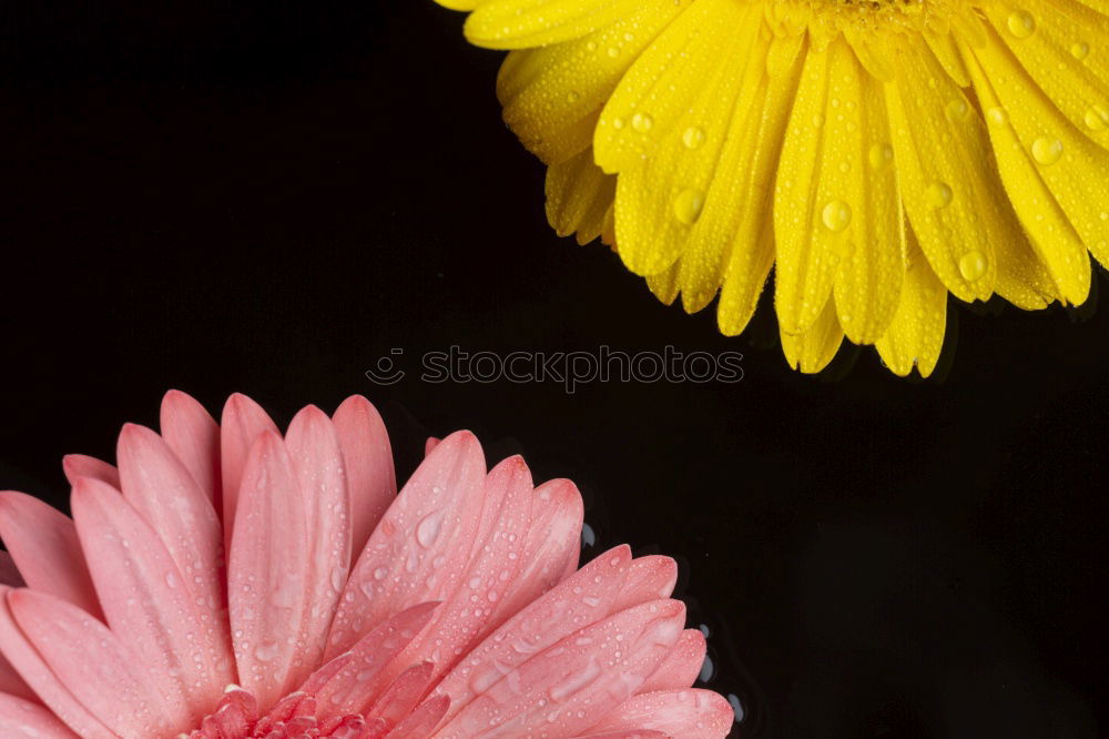 Similar – Image, Stock Photo Help, the daisy’s bleeding!