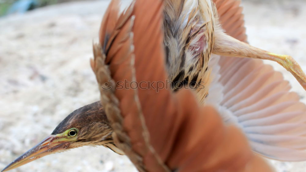 Similar – Image, Stock Photo Poor Blackbird Bird Claw