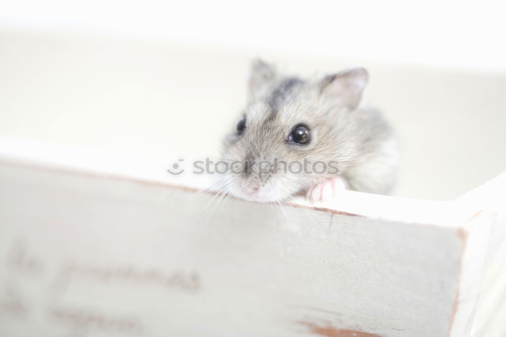 Similar – Image, Stock Photo hamsters Animal Pet 1