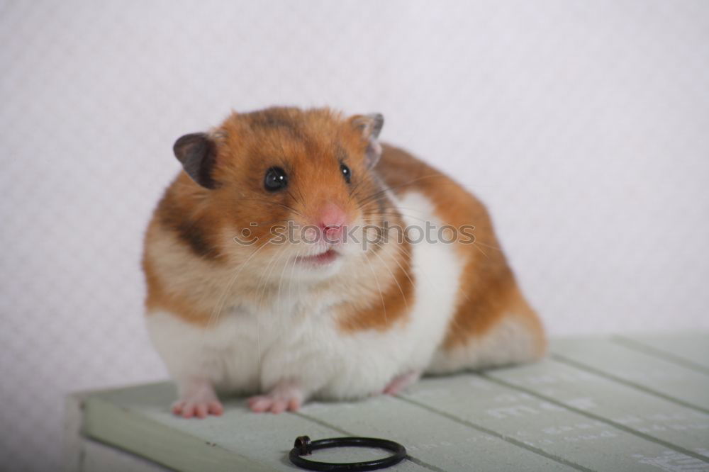 Similar – Image, Stock Photo One cucumber please Animal