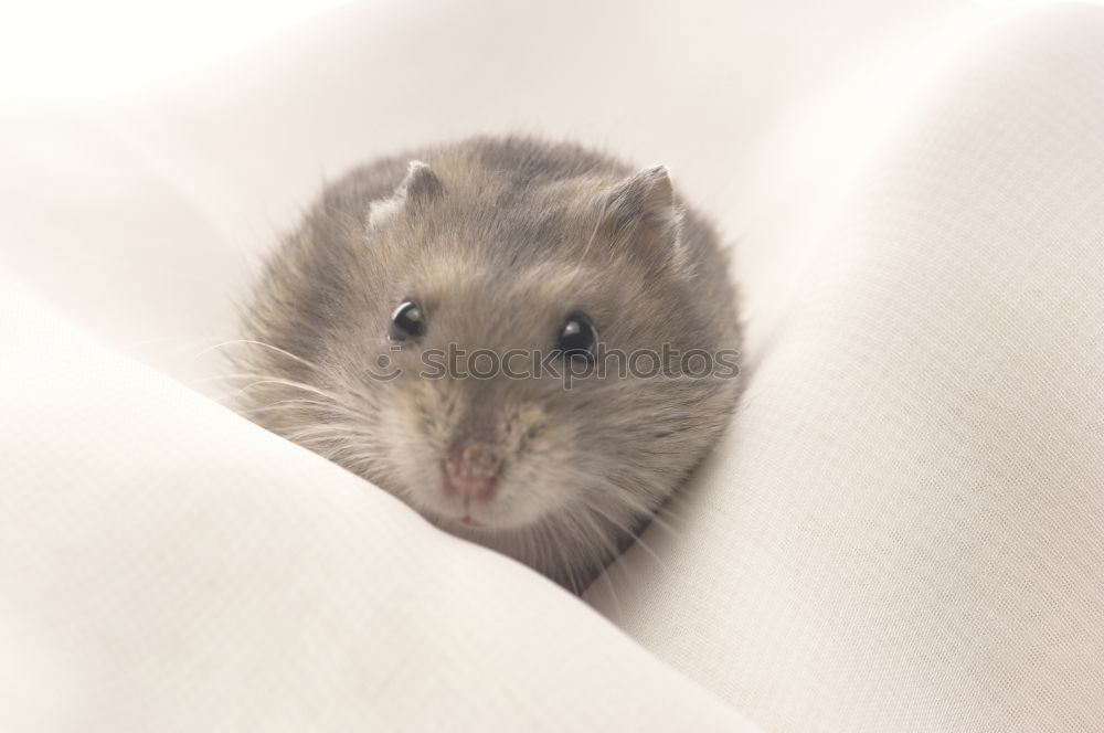 Similar – Image, Stock Photo Pinki the Rat Animal Pet