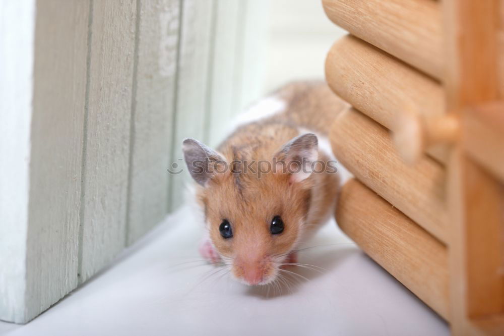 Similar – Image, Stock Photo Pinki the Rat Animal Pet