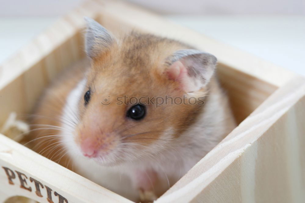 Similar – Image, Stock Photo mouse hotel Sausage Nature