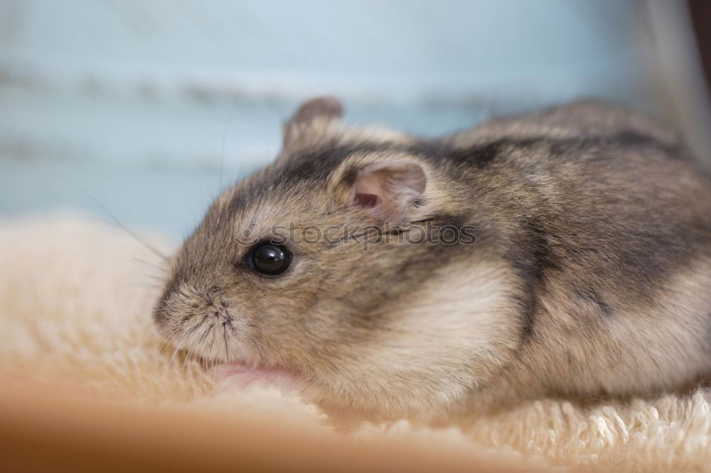 Similar – Image, Stock Photo hamsters Animal Pet 1