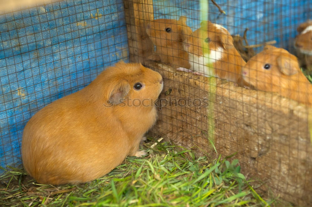 Similar – Image, Stock Photo Munchkin Animal Pet Pelt