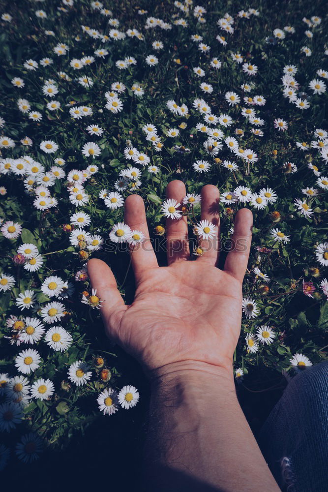 Similar – Barfuß im kühlem feuchten Gras mit Gänseblümchen