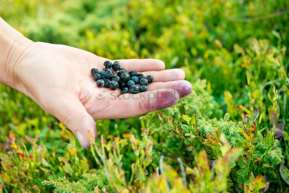 Hand full of wild berries