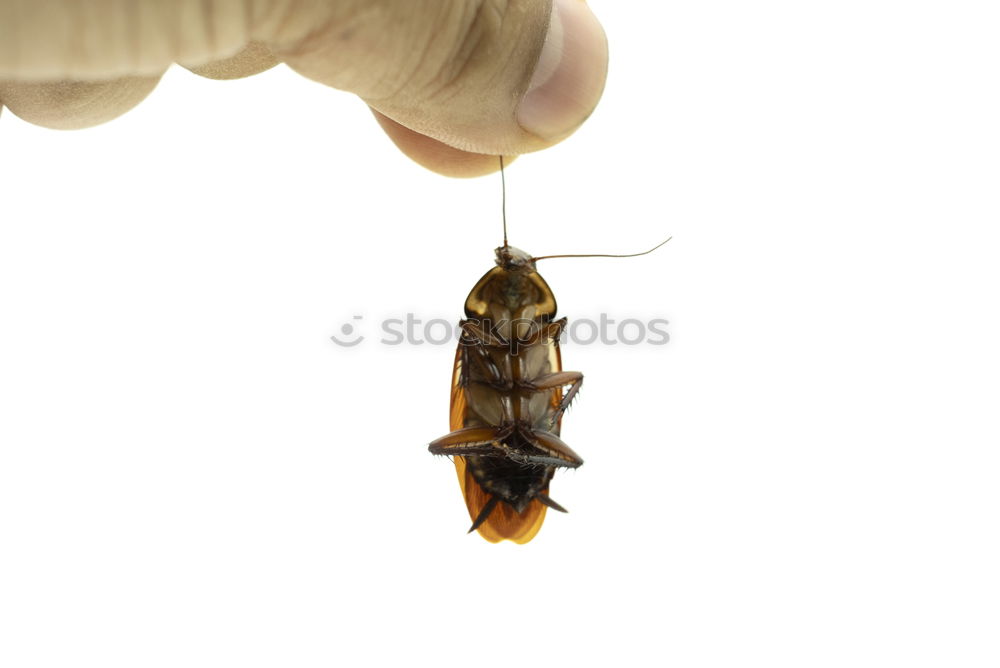 Similar – Image, Stock Photo Hornet 01 Animal Insect