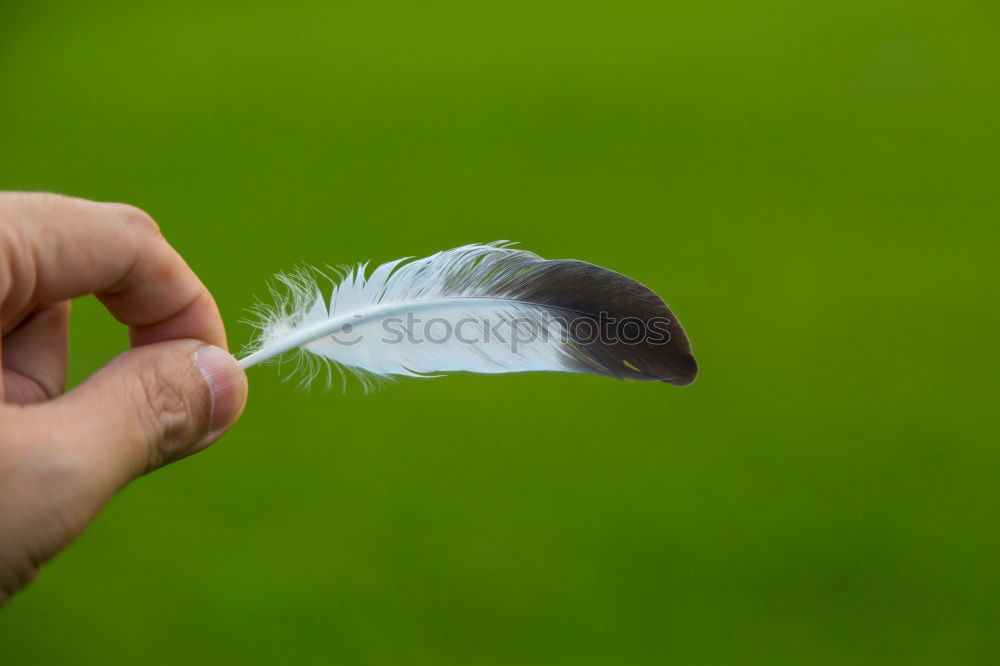 Similar – hand-tame 1 Hand Meadow